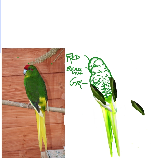 Creation of Jungle Life: Step 7